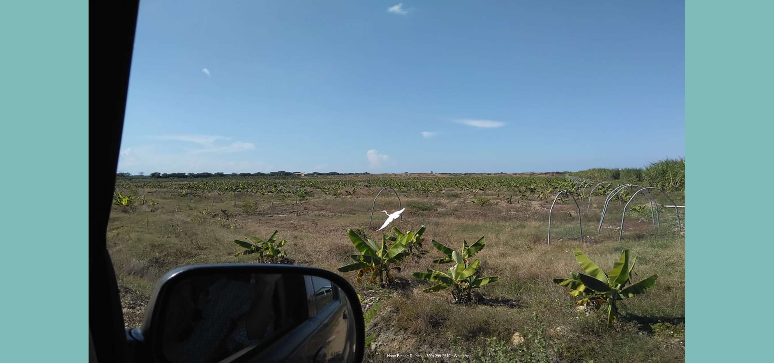 Finca HF 700ts para guineos o plátanos preparada