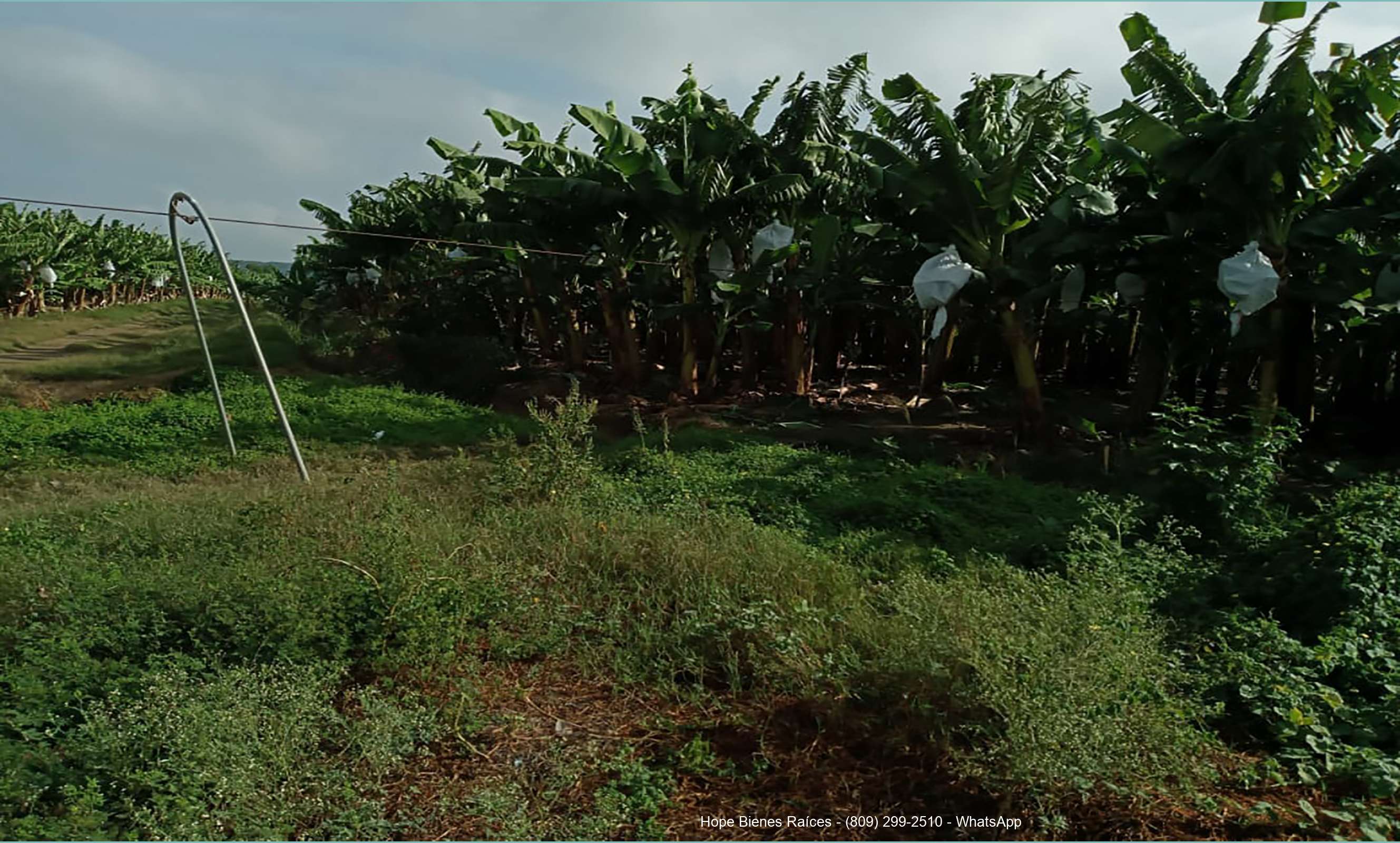 Bananos orgánicos en producción