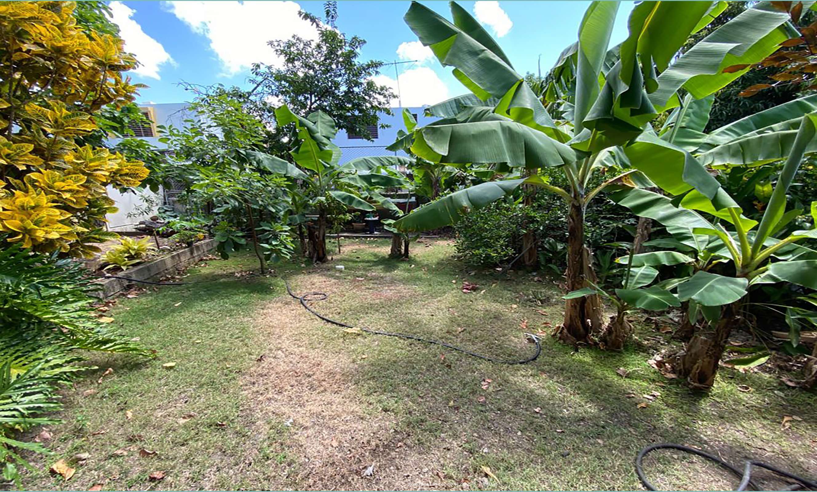 Patio con árboles frutales