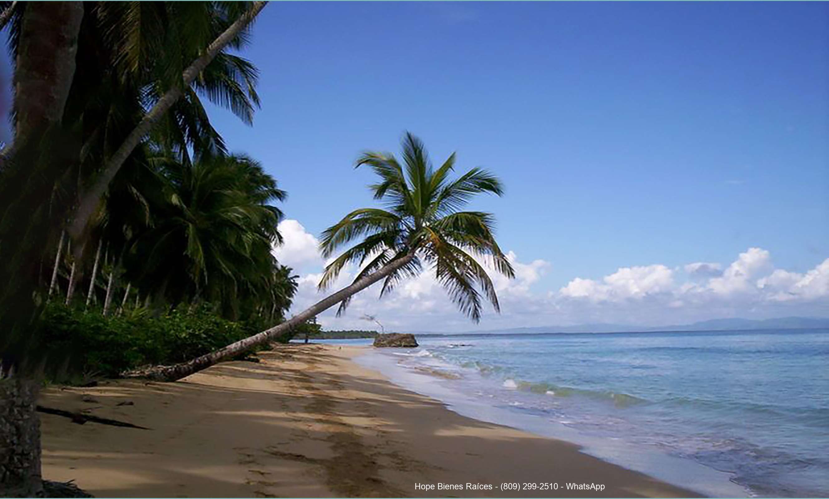 Playa Portillo con palma caída