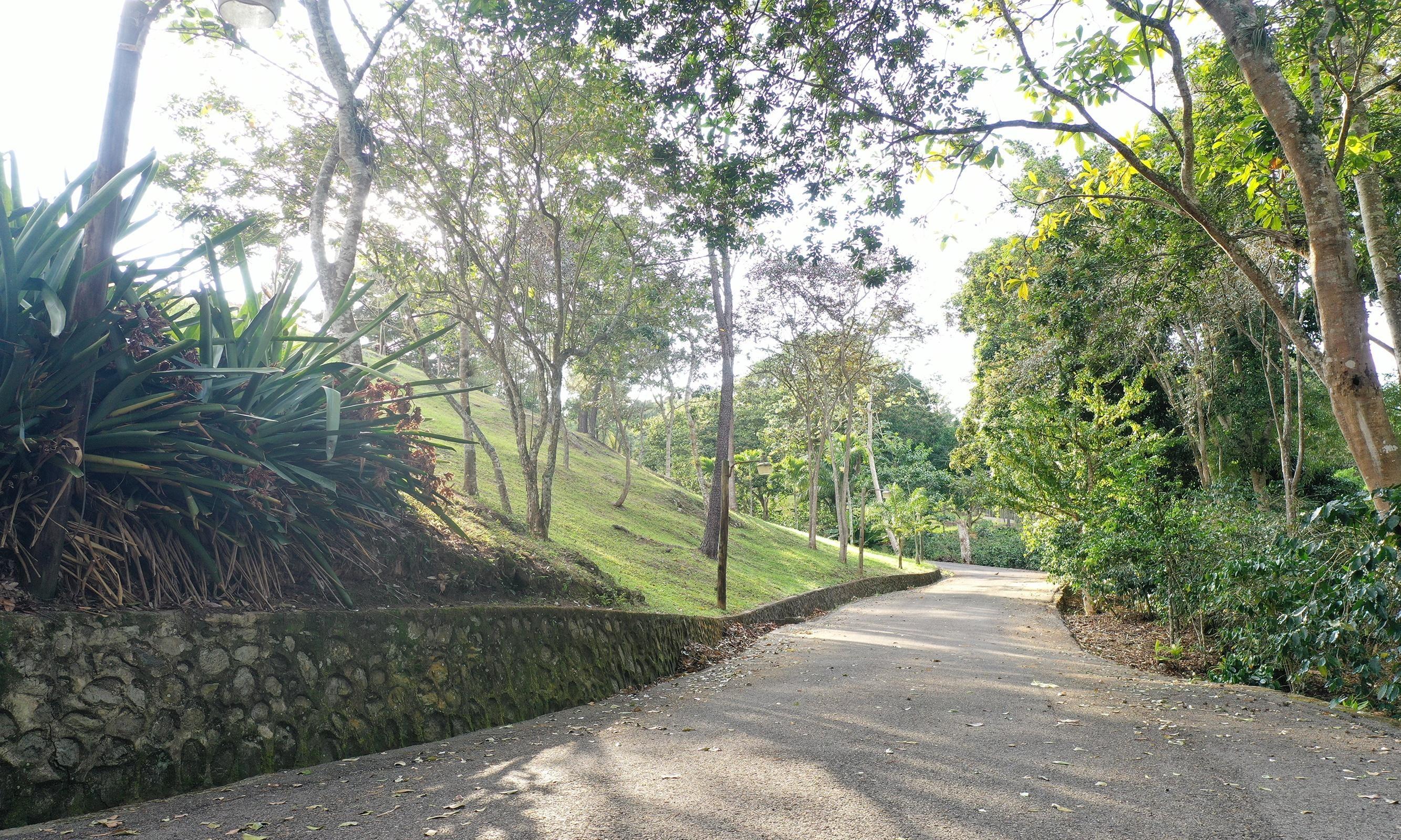 Camino Asfaltado hacia lotes